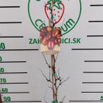 Jujuba - Čínska datľa (Ziziphus jujuba) ´SHANXI LI´ - výška 100-150 cm, kont. C5L